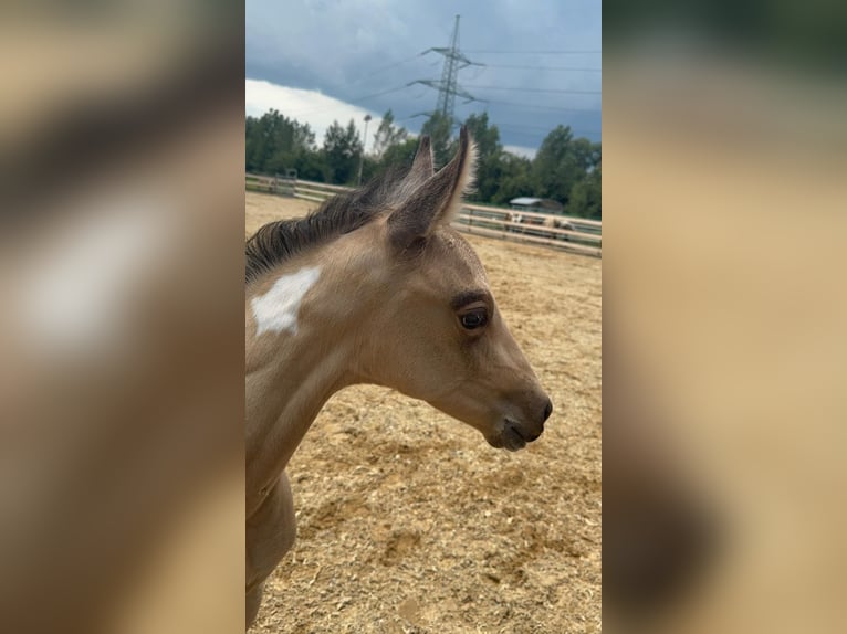 Azteca Stallone Puledri (07/2026) 160 cm Pelle di daino in Hohenems