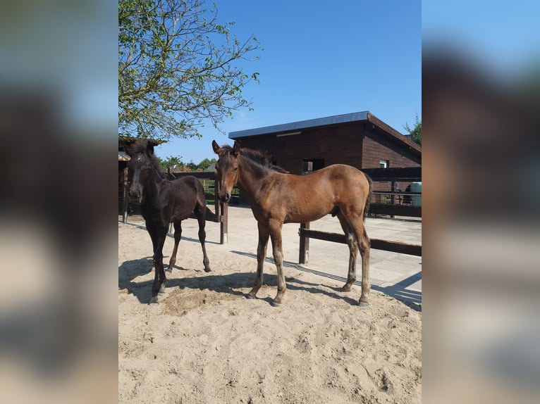 Azteca Stallone Puledri
 (04/2024) 163 cm Baio in Rödinghausen