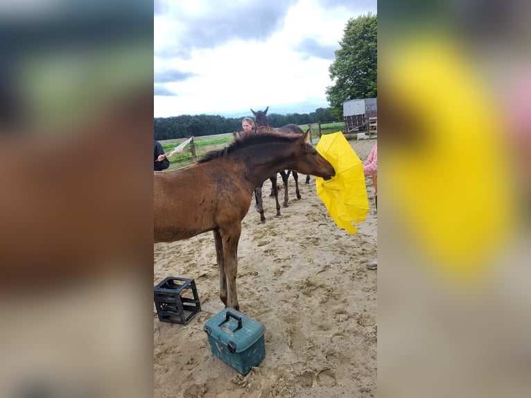 Azteca Stallone Puledri
 (04/2024) 163 cm Baio in Rödinghausen