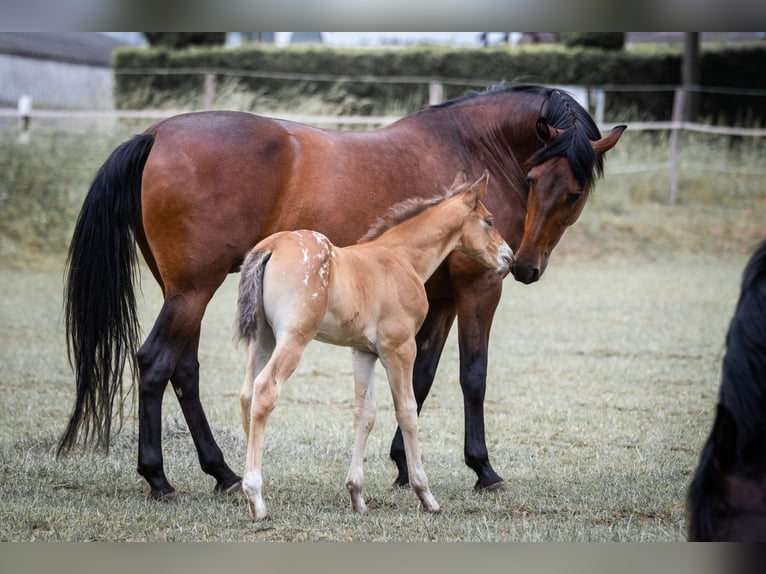 Azteca Stallone Puledri (05/2026) 163 cm Leopard in Geldern
