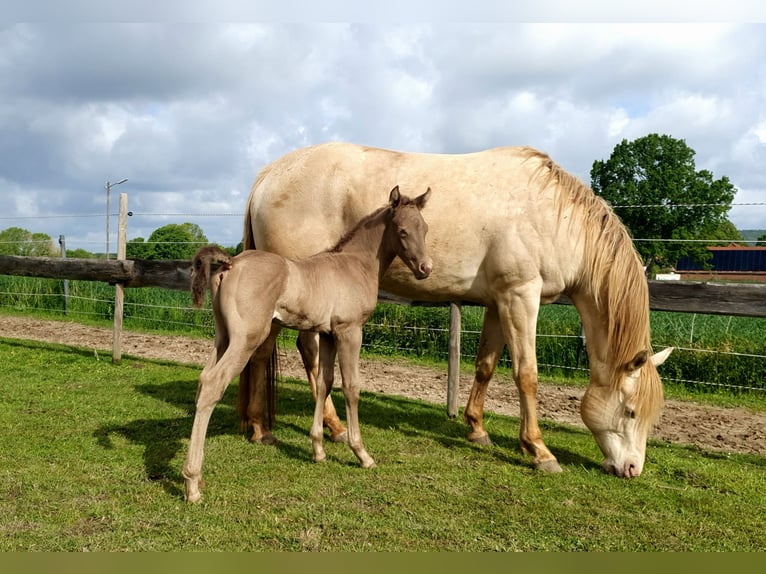 Azteca Stallone Puledri (05/2026) Pearl in Rödinghausen