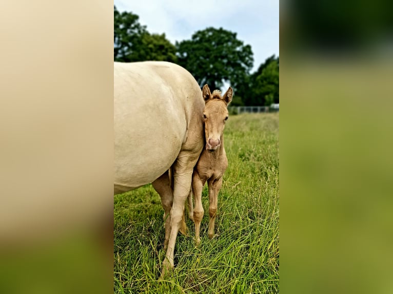 Azteca Stallone Puledri (05/2026) Pearl in Rödinghausen