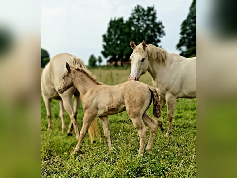 Azteca Stallone Puledri (05/2026) Pearl in Rödinghausen