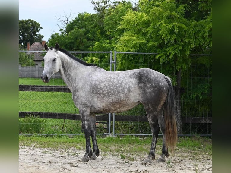 Azteca Sto 9 år 155 cm in Stopfenreuth