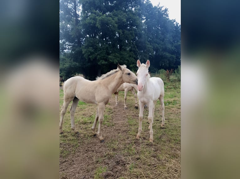 Azteca Sto Föl (04/2024) 153 cm Perlino in Rödinghausen