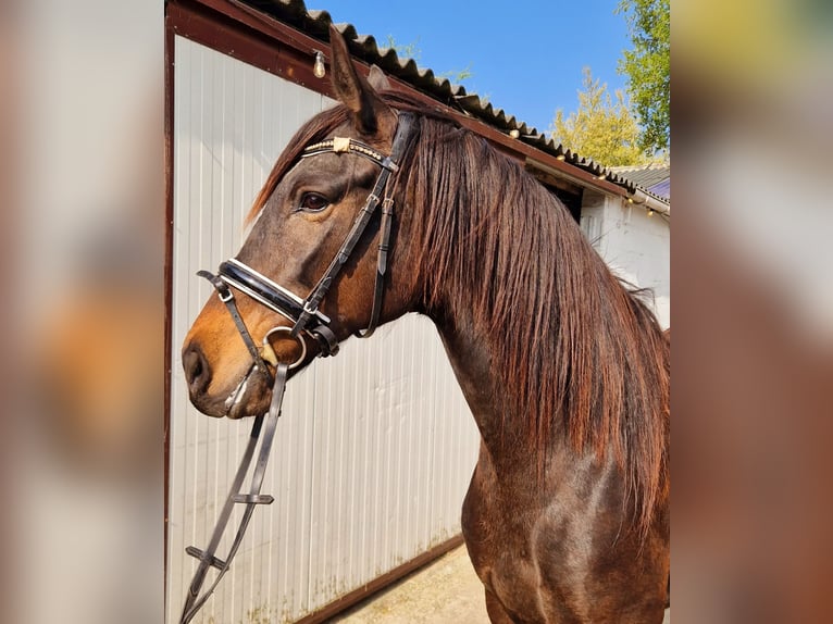 Azteca Mix Stute 11 Jahre 160 cm Brauner in Nettetal