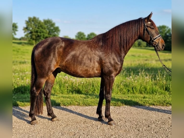 Azteca Mix Stute 13 Jahre 160 cm Brauner in Nettetal