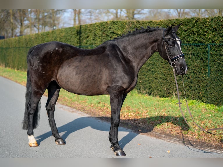 Azteca Mix Stute 15 Jahre 147 cm Rappe in Nettetal