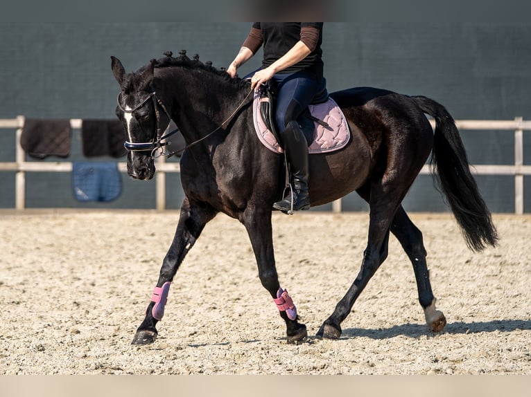Azteca Mix Stute 15 Jahre 147 cm Rappe in Nettetal