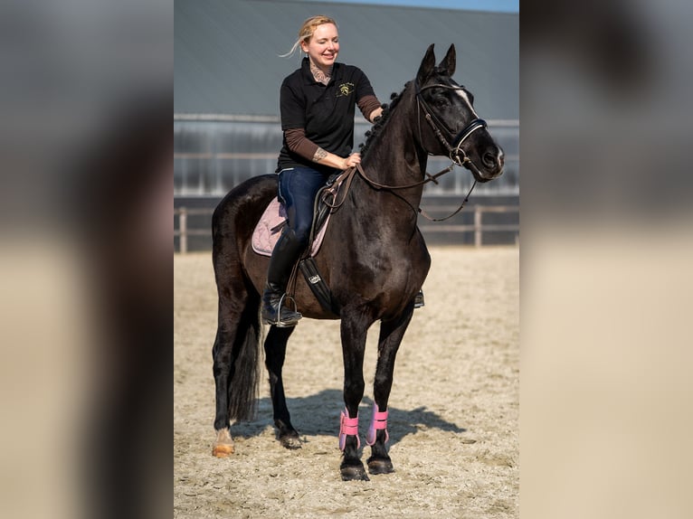 Azteca Mix Stute 15 Jahre 147 cm Rappe in Nettetal