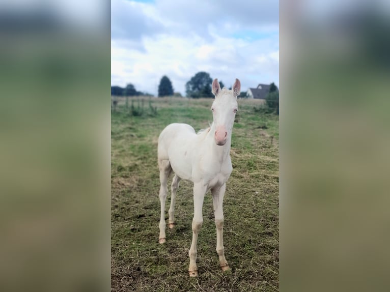 Azteca Stute 1 Jahr 153 cm Perlino in Rödinghausen