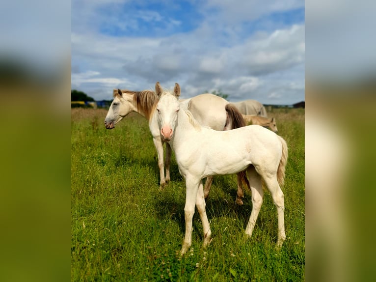 Azteca Stute 1 Jahr 153 cm Perlino in Rödinghausen