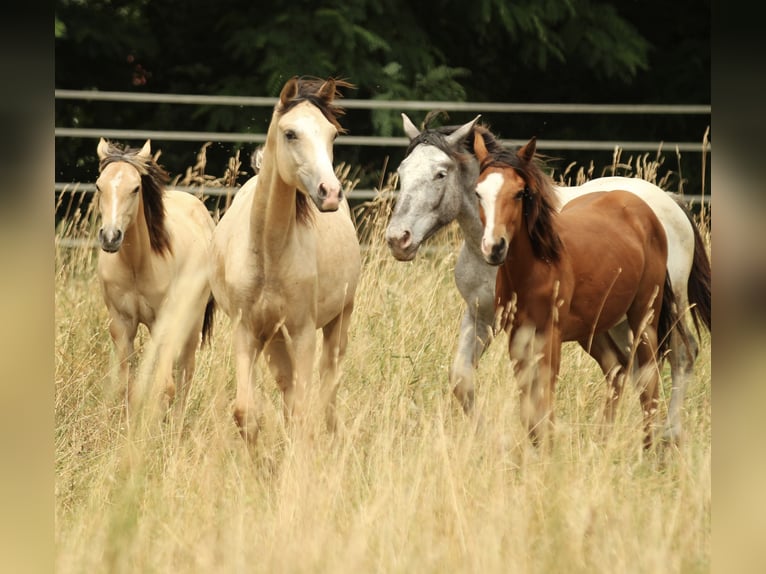 Azteca Stute 1 Jahr 155 cm Buckskin in Waldshut-Tiengen