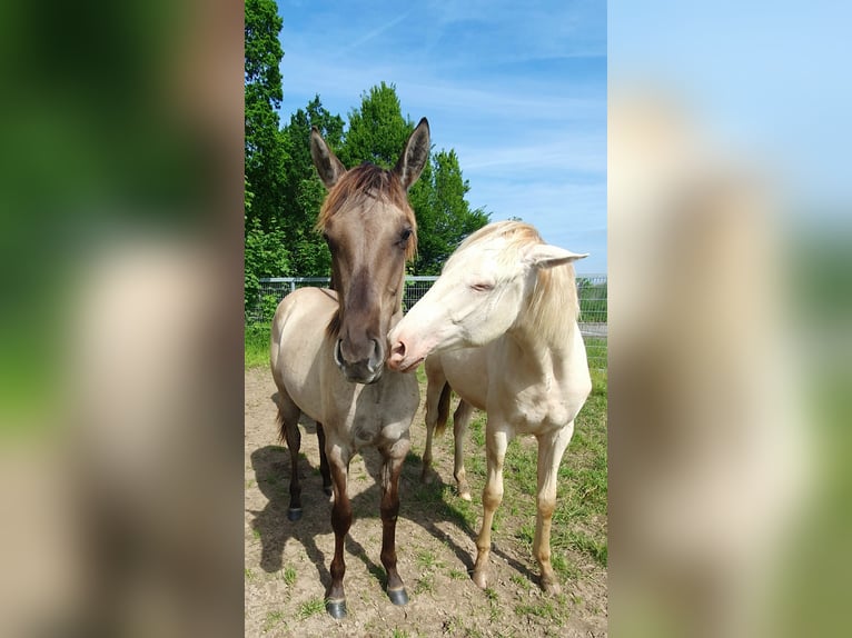 Azteca Stute 1 Jahr 158 cm Grullo in Rödinghausen