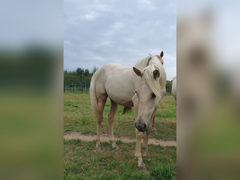 Azteca Stute 1 Jahr 158 cm Palomino in R&#xF6;dinghausen