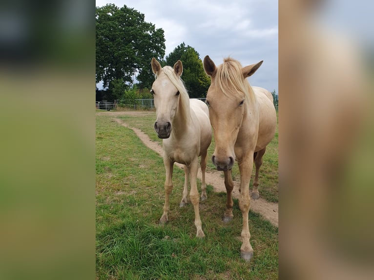 Azteca Stute 1 Jahr 158 cm Palomino in R&#xF6;dinghausen
