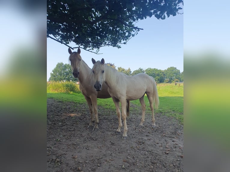 Azteca Stute 1 Jahr 158 cm Palomino in R&#xF6;dinghausen