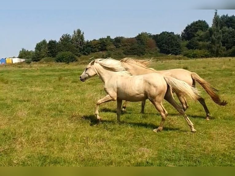 Azteca Stute 1 Jahr 158 cm Palomino in R&#xF6;dinghausen