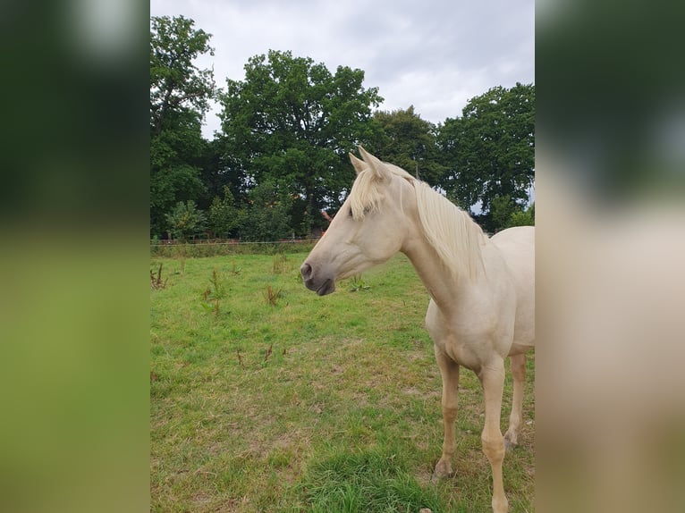 Azteca Stute 1 Jahr 158 cm Palomino in R&#xF6;dinghausen