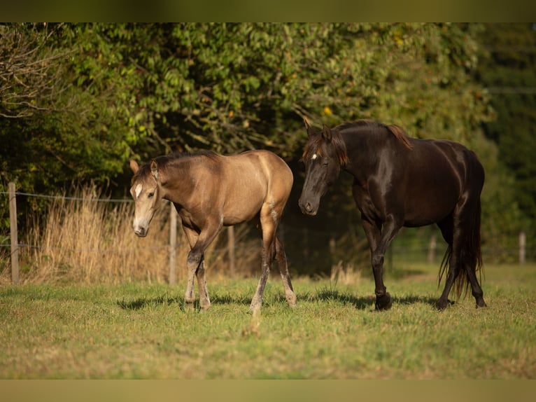 Azteca Stute 1 Jahr 162 cm Buckskin in Rödinghausen