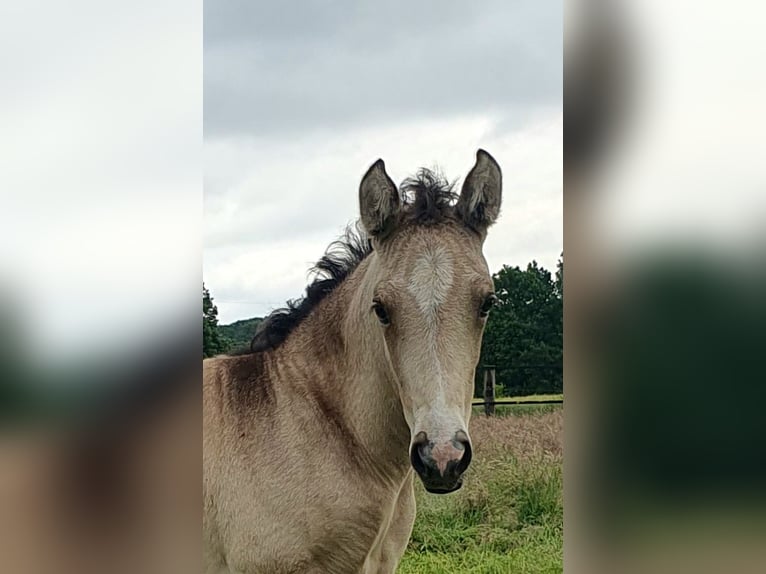 Azteca Stute 1 Jahr 162 cm Buckskin in Rödinghausen
