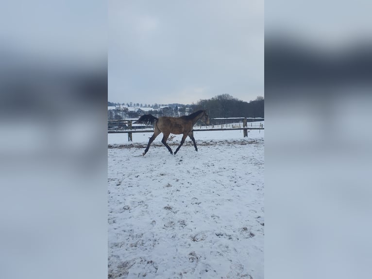 Azteca Stute 1 Jahr 162 cm Buckskin in Rödinghausen