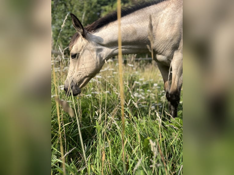 Azteca Stute 1 Jahr Buckskin in Porta Westfalica