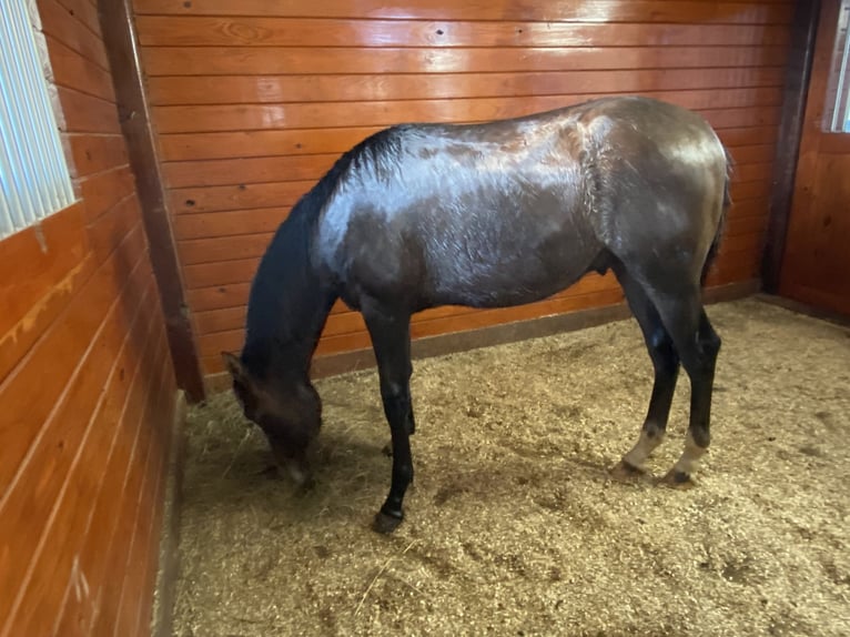 Azteca Stute 2 Jahre 152 cm Apfelschimmel in Crossville