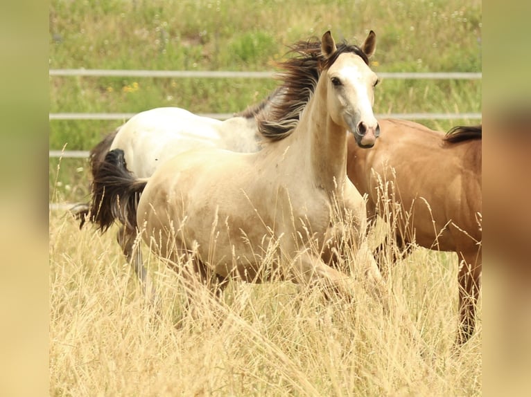 Azteca Stute 2 Jahre 155 cm Buckskin in Waldshut-Tiengen