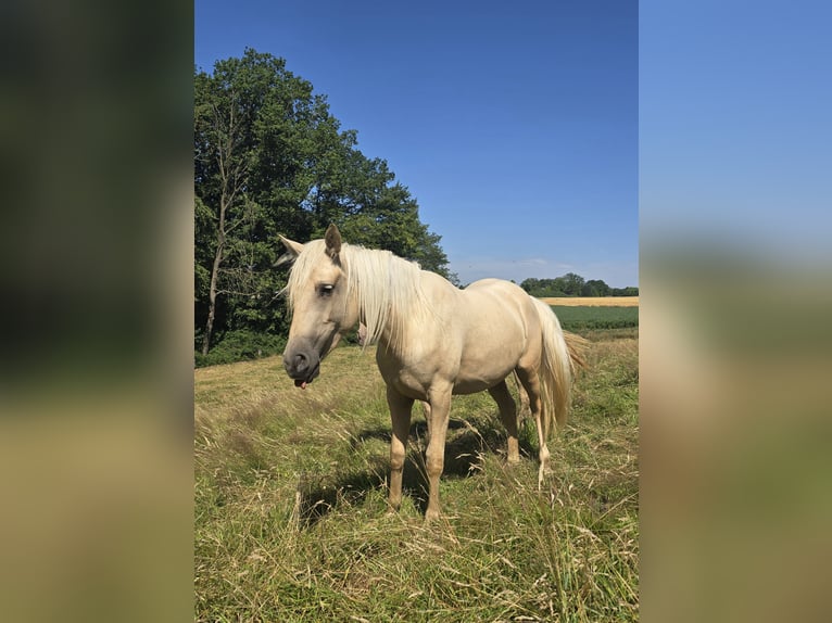 Azteca Stute 2 Jahre 158 cm Palomino in Rödinghausen