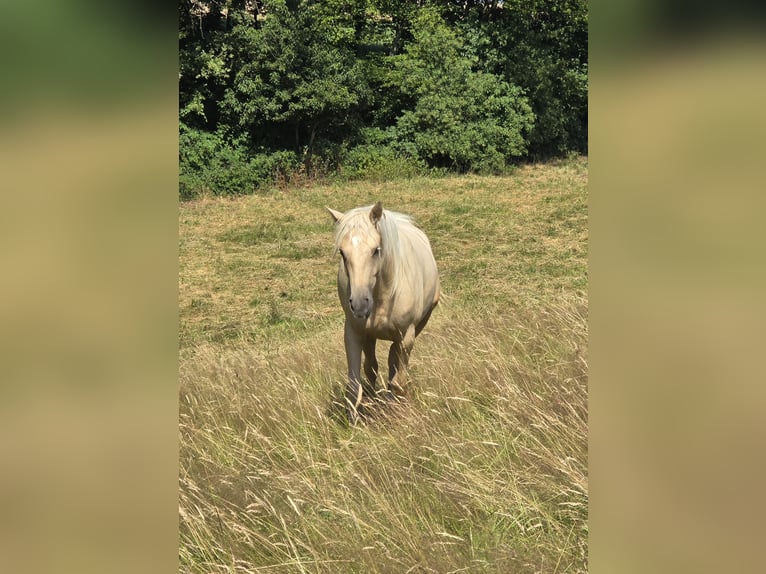 Azteca Stute 2 Jahre 158 cm Palomino in Rödinghausen