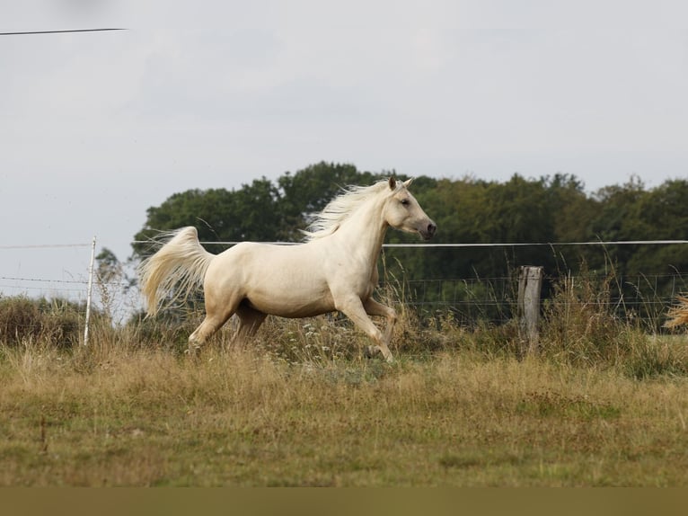 Azteca Stute 2 Jahre 158 cm Palomino in Rödinghausen