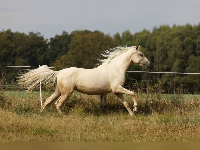 Azteca Stute 2 Jahre 158 cm Palomino in Rödinghausen