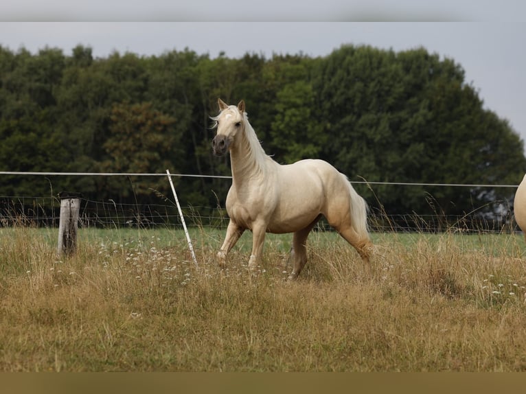 Azteca Stute 2 Jahre 158 cm Palomino in Rödinghausen