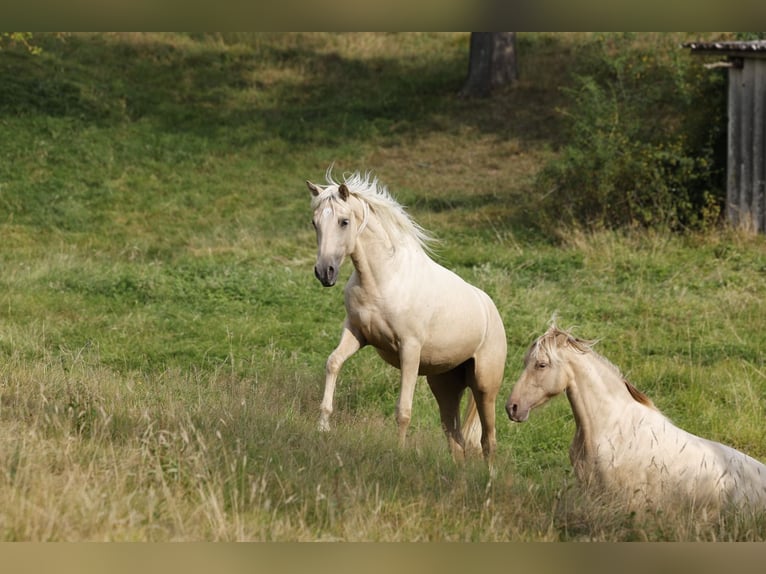 Azteca Stute 2 Jahre 158 cm Palomino in Rödinghausen