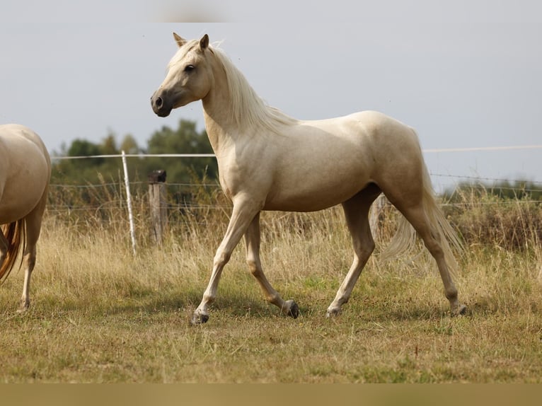 Azteca Stute 2 Jahre 158 cm Palomino in Rödinghausen