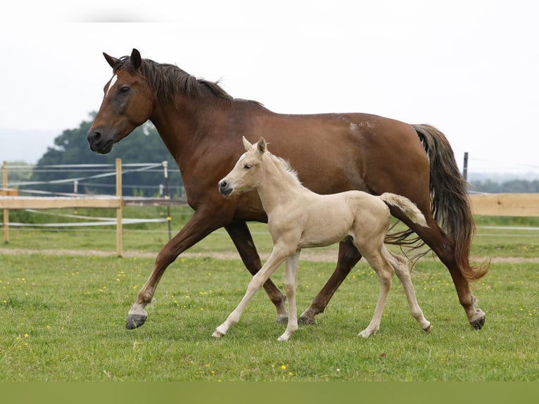 Azteca Stute 2 Jahre 158 cm Palomino in Rödinghausen