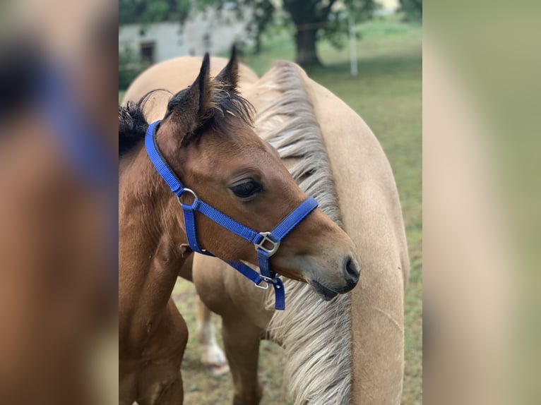 Azteca Stute 3 Jahre 155 cm Buckskin in Unterwürschnitz