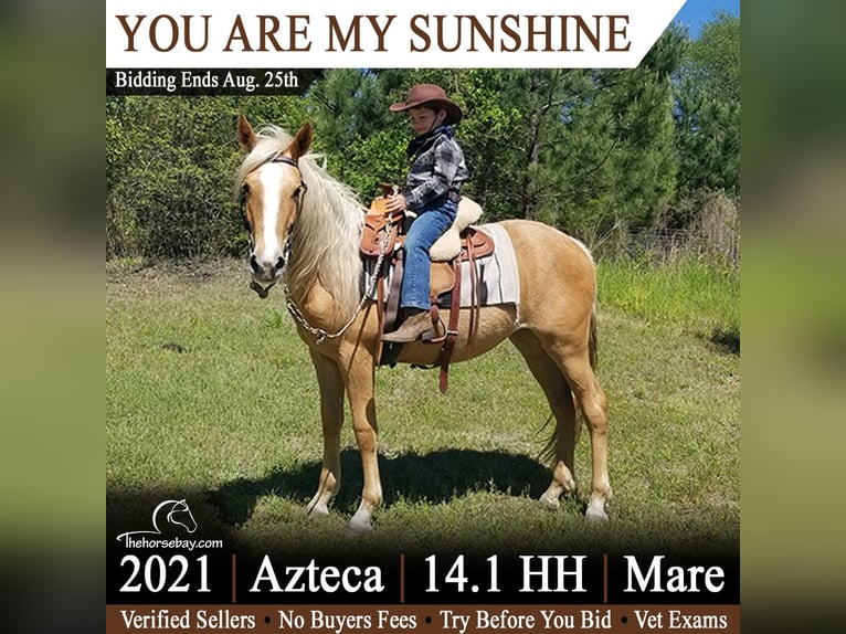 Azteca Stute 4 Jahre 145 cm Palomino in Monetta, SC