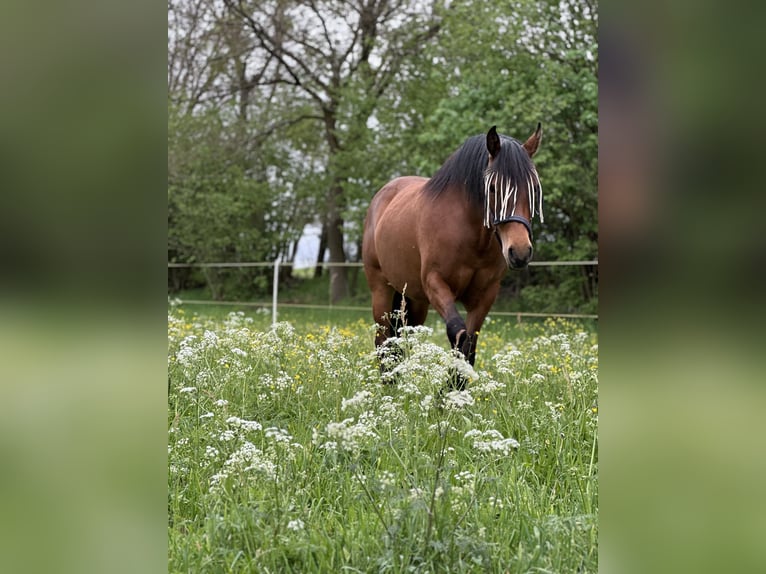 Azteca Stute 4 Jahre 155 cm Buckskin in Unterwürschnitz