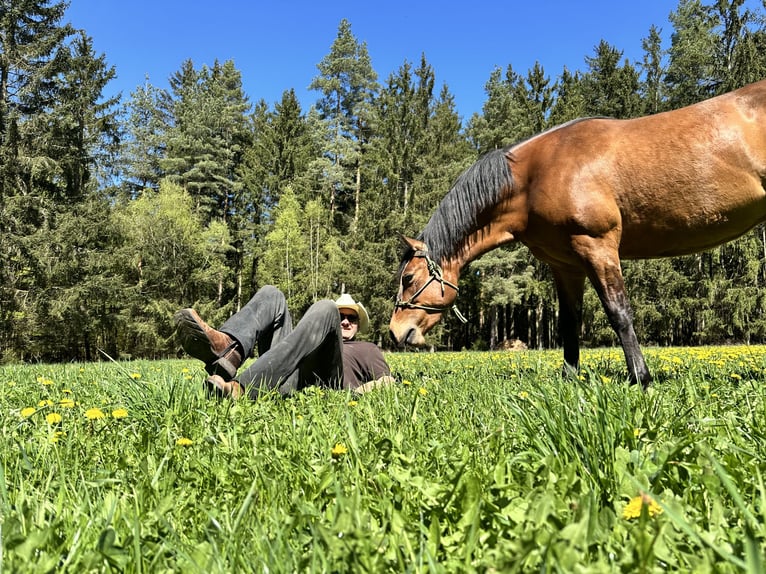 Azteca Stute 4 Jahre 155 cm Buckskin in Unterwürschnitz