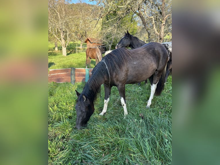 Azteca Stute 4 Jahre 155 cm Overo-alle-Farben in Winnenden