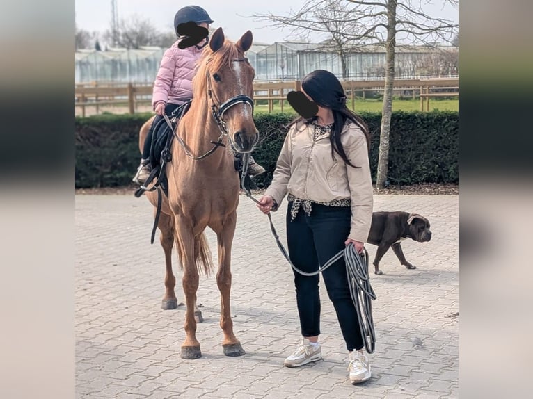 Azteca Mix Stute 5 Jahre 146 cm Fuchs in Nettetal