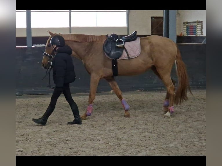 Azteca Mix Stute 5 Jahre 146 cm Fuchs in Nettetal