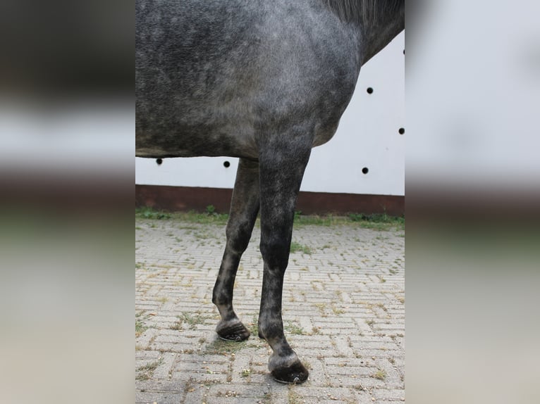 Azteca Stute 6 Jahre 165 cm Schimmel in Etyek