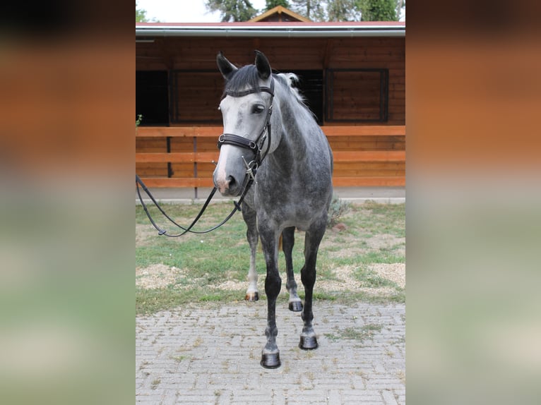 Azteca Stute 6 Jahre 165 cm Schimmel in Etyek