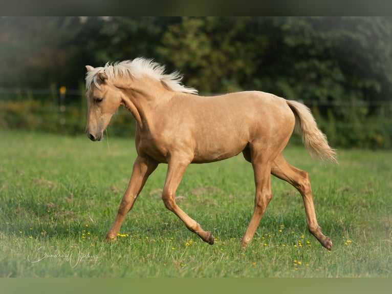 Azteca Stute Fohlen (04/2024) 156 cm Palomino in Walsrode