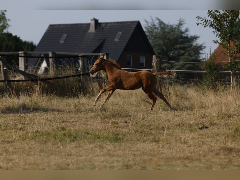 Azteca Stute Fohlen (05/2026) 156 cm Pearl in Rödinghausen