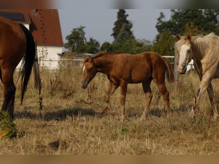 Azteca Stute Fohlen (05/2026) 156 cm Pearl in Rödinghausen