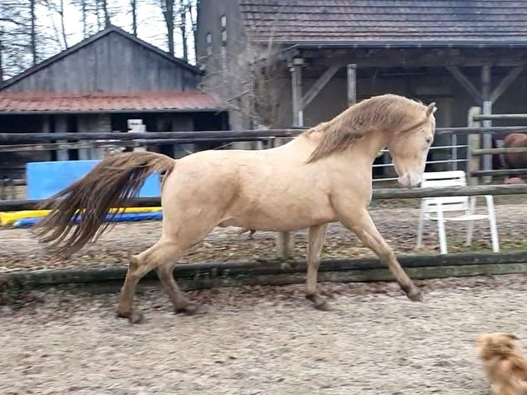 Azteca Stute Fohlen (05/2026) 156 cm Pearl in Rödinghausen